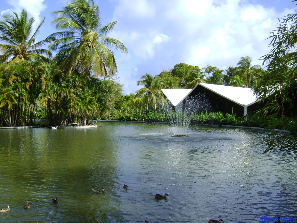 утки в Доминикане